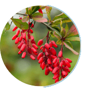 Berberine HCL pure botanical compound for glucose regulation